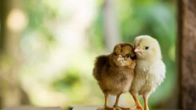 CHICK SEXING