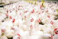 PESTICIDES AND INSECTICIDES USED IN POULTRY INDUSTRIES