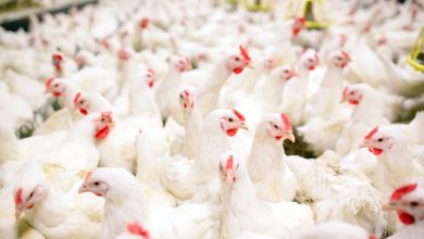 PESTICIDES AND INSECTICIDES USED IN POULTRY INDUSTRIES