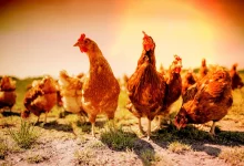 PREVENT HEAT STRESS IN POULTRY