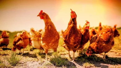 PREVENT HEAT STRESS IN POULTRY