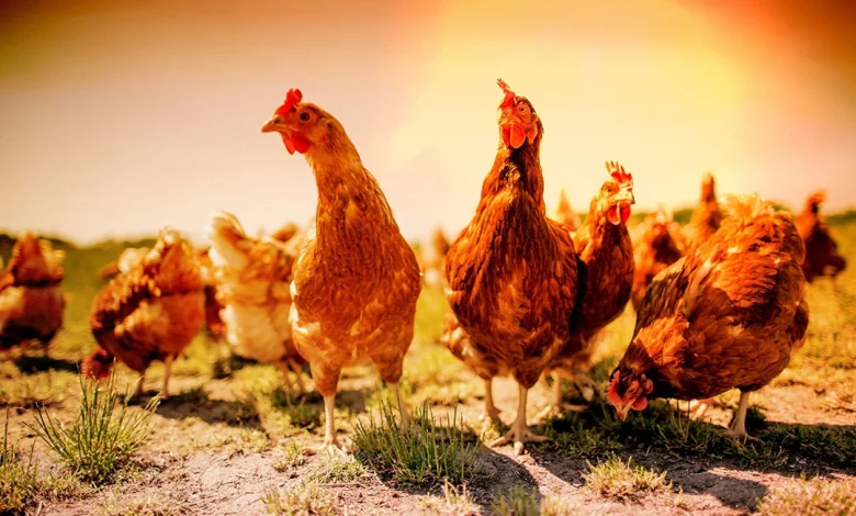 PREVENT HEAT STRESS IN POULTRY