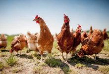 EFFECT OF CLIMATE CHANGE ON POULTRY PRODUCTION