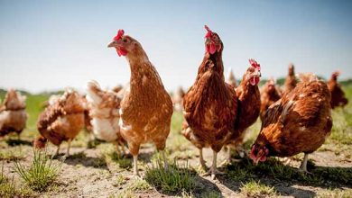 EFFECT OF CLIMATE CHANGE ON POULTRY PRODUCTION