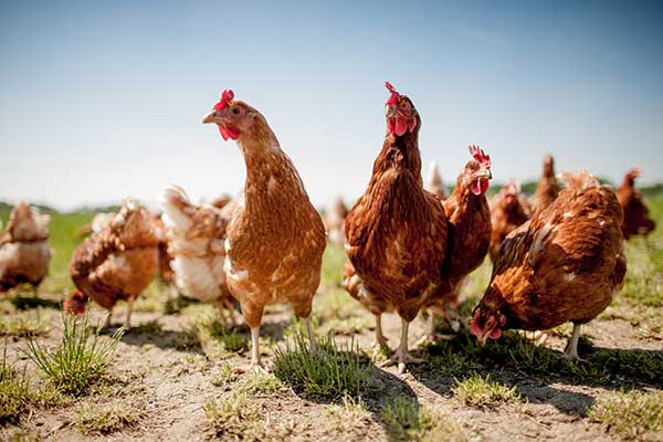 EFFECT OF CLIMATE CHANGE ON POULTRY PRODUCTION