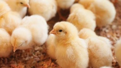 Chick Mortality & Stress Management