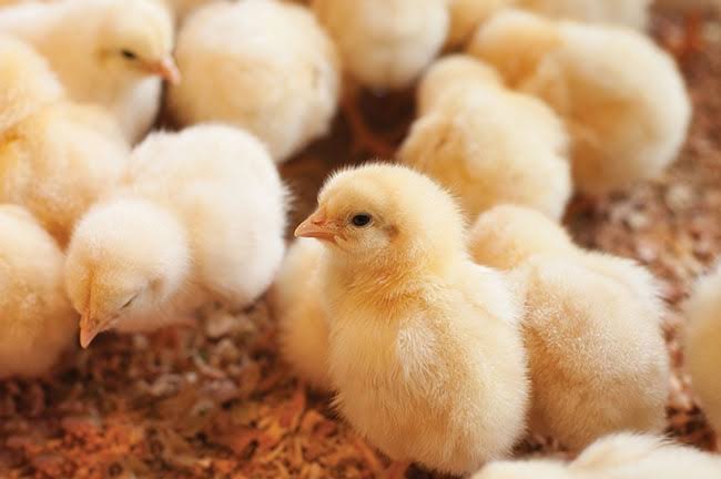 Chick Mortality & Stress Management