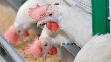Beware of Summer Stress and Disease outbreaks in Poultry Production