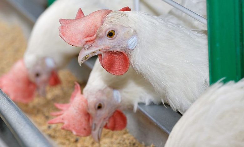 Beware of Summer Stress and Disease outbreaks in Poultry Production
