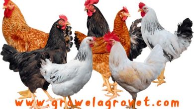 Broiler Poultry Medicine Schedule Chart