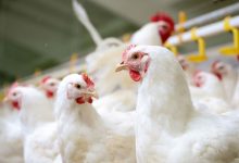 The effect of bile acids applied on broilers