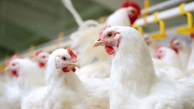 The effect of bile acids applied on broilers