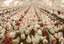 Poultry Production Fortibac
