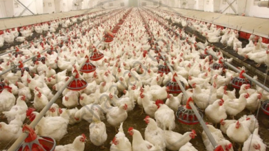 Poultry Production Fortibac
