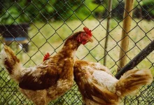 Chicken Losing Feathers On Back