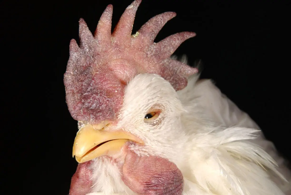 newcastle-disease-poultry-disease