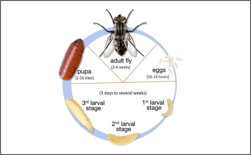 Control of House Flies in Poultry Houses with Larvicides - Poultry