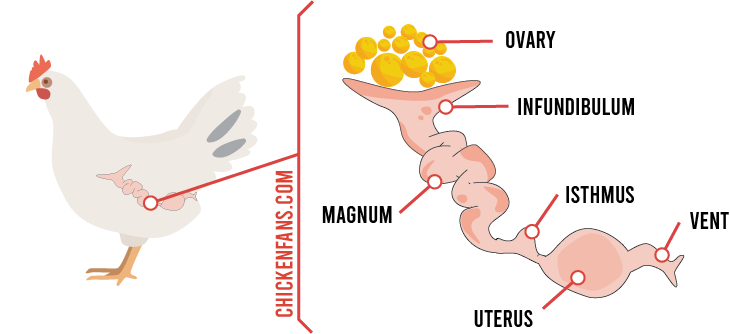 Ovarian Cysts in Chickens