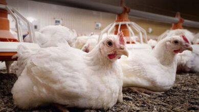 Improved fertility in poultry
