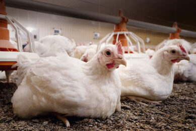 Improved fertility in poultry