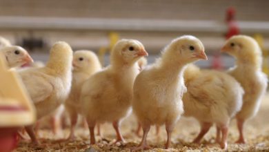 Huvepharma Makes Case For Salinomycin As Poultry Industry