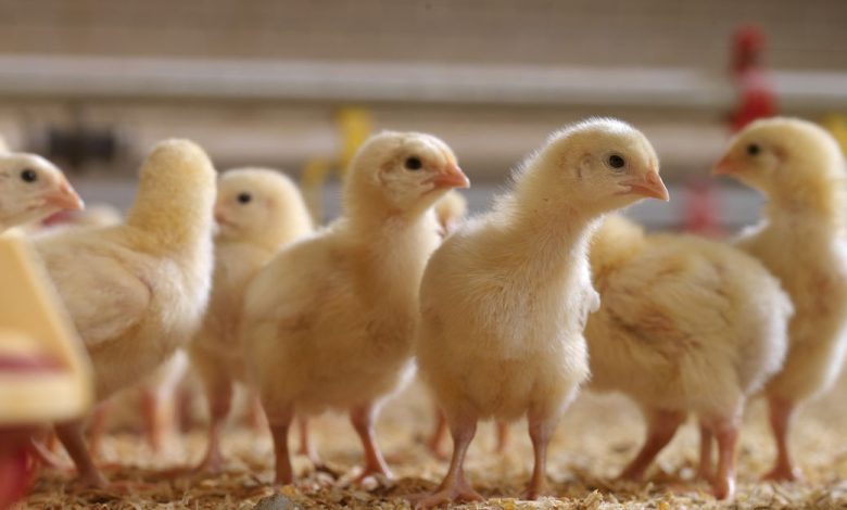Huvepharma Makes Case For Salinomycin As Poultry Industry