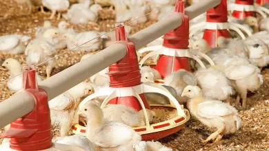 Ammonia hazards and its mitigation in poultry manure