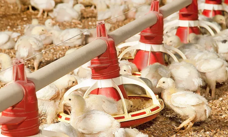 Ammonia hazards and its mitigation in poultry manure