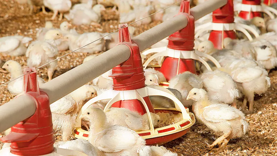 Ammonia Hazards And Its Mitigation In Poultry Manure English Monthly