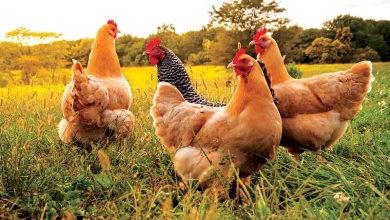 Effects of Heat Stress on Poultry Production