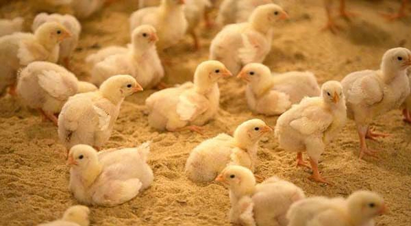 Poultry sector in India