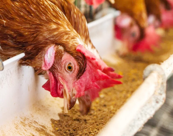 Protease Enzyme in Poultry Feed