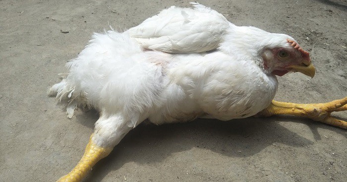 Marek's disease in Poultry