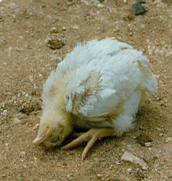 Bidirectional Spread of Gut Infections to other Organs in Poultry