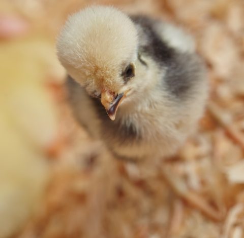 2019 AN Flock Website Tile 01 17 Owned Photo of Baby Polish Chick