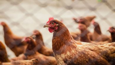 COMMON POULTRY DISEASES DURING THE RAINY SEASON