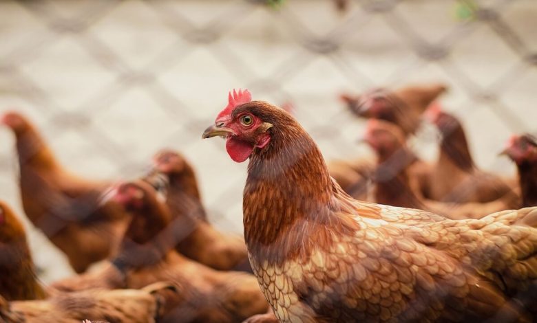 COMMON POULTRY DISEASES DURING THE RAINY SEASON