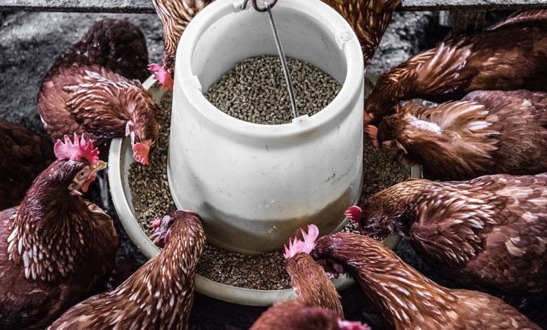 Role of Individual Enzymes in Poultry Nutrition