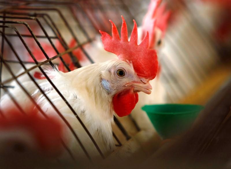 India Opens Market For US Farmers And Poultry Producers