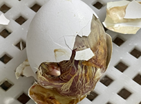Causes of dead-in-shell embryos in chicken egg