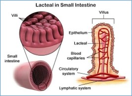 Bidirectional Spread of Gut Infections to other Organs in Poultry