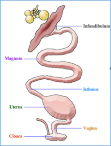 Bidirectional Spread of Gut Infections to other Organs in Poultry