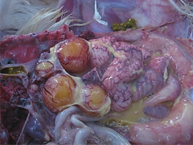 Bidirectional Spread of Gut Infections to other Organs in Poultry