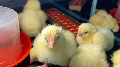 Essentials Oils play pivotal role to protect from Respiratory Illnesses in chickens                    