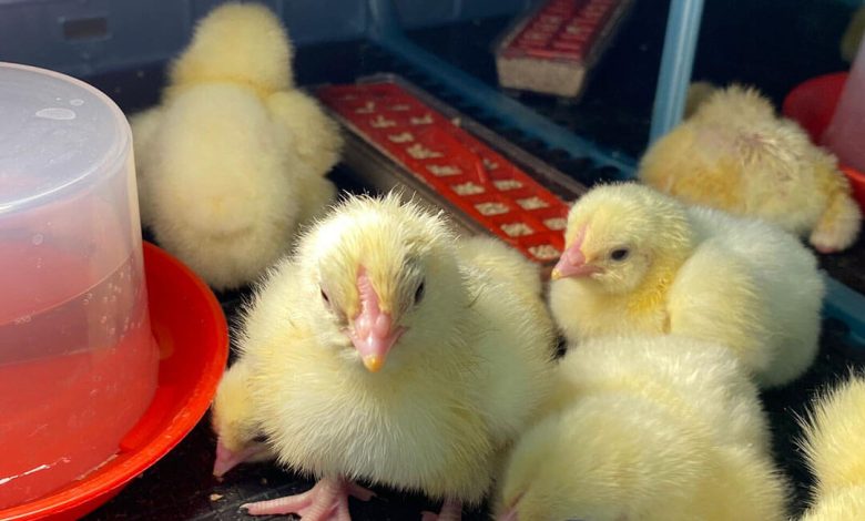 Essentials Oils play pivotal role to protect from Respiratory Illnesses in chickens                    