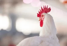 Antimicrobials in poultry feed