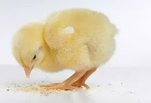 Mycotoxins and poultry production