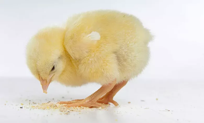 Mycotoxins and poultry production