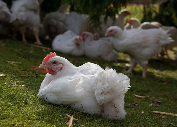 outdoor broiler chicken sitting on grass
