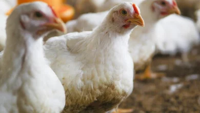 Earnings for the Indian poultry companies improved in H1 FY2024